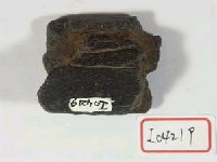 藏品(碎骨片一件)的圖片